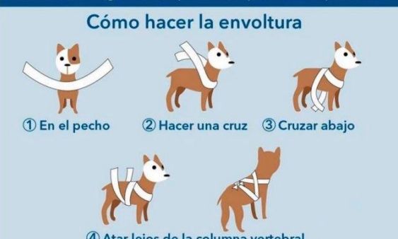 #PirotecniaCero:  Recomendaciones para el cuidado de los animales durante las fiestas