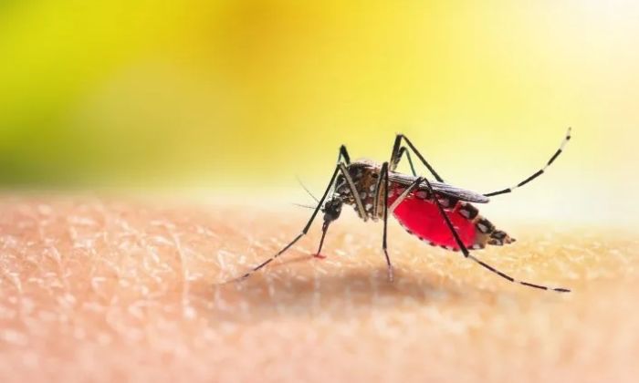 Florencio Varela- Murió una mujer de 35 años a causa del dengue