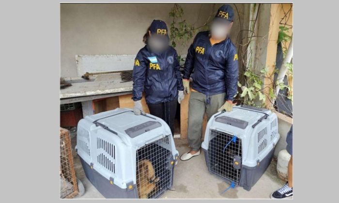 La PFA rescató a dos monos en cautiverio en la zona sur del conurbano bonaerense