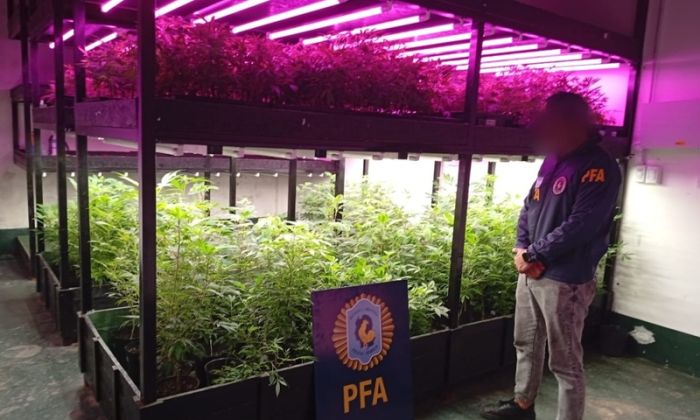 La PFA desmanteló un vivero indoor de drogas frente al Alto Avellaneda