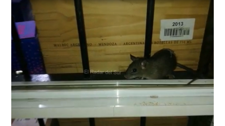Visitante en reconocido mercado céntrico 