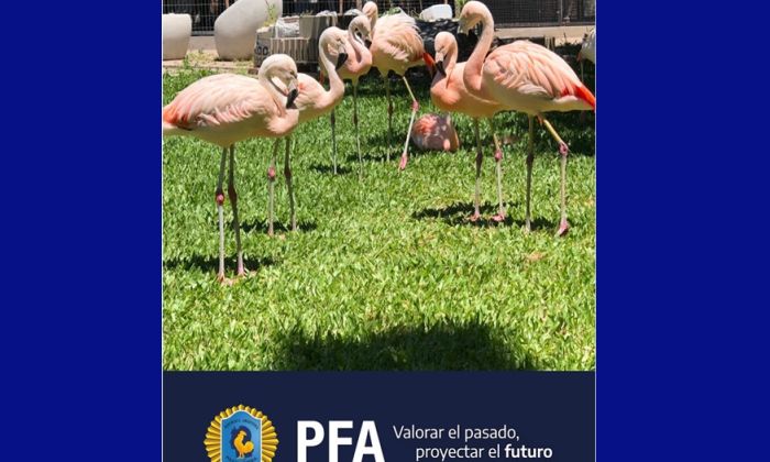 Canning – Más de cien ejemplares de especies exóticas fueron rescatados del comercio ilegal