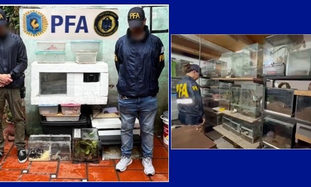 Tráfico de fauna silvestre – Se rescataron especies por un valor mayor a 420 mil dólares