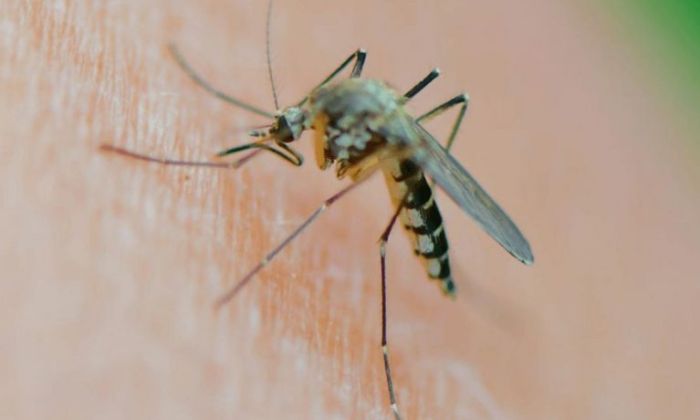 Florencio Varela - Accionar interdisciplinario para combatir a los mosquitos