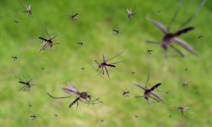 AMBA – ¡Otra vez los mosquitos!