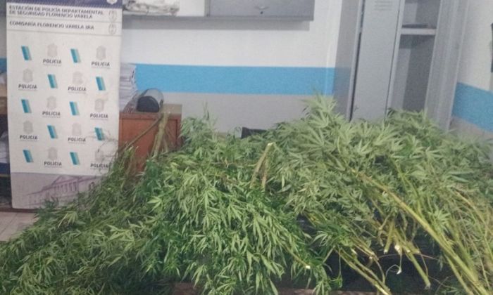 Florencio  Varela – Cultivaban marihuana en el patio trasero