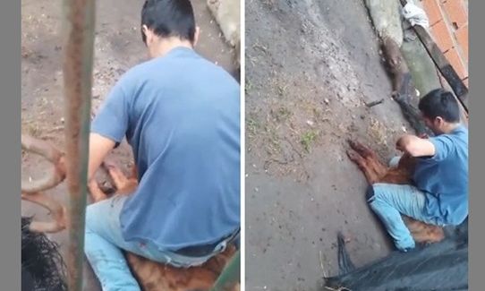 F. Varela – Condena de cumplimiento efectivo en un aberrante caso de maltrato animal