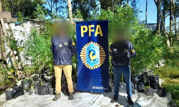 La PFA decomisó una importante plantación de marihuana en Chascomús