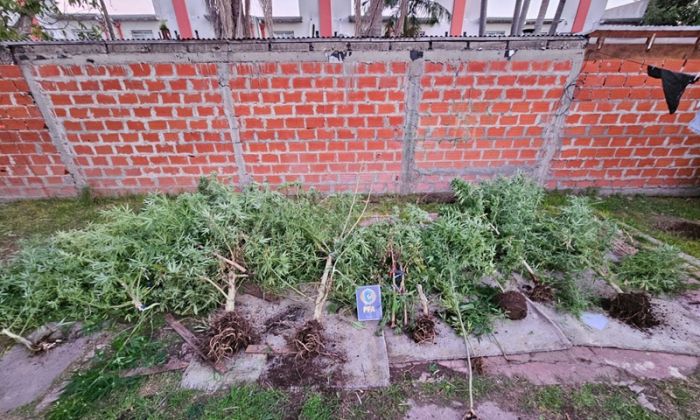 Berazategui - La PFA desbarató una plantación de marihuana